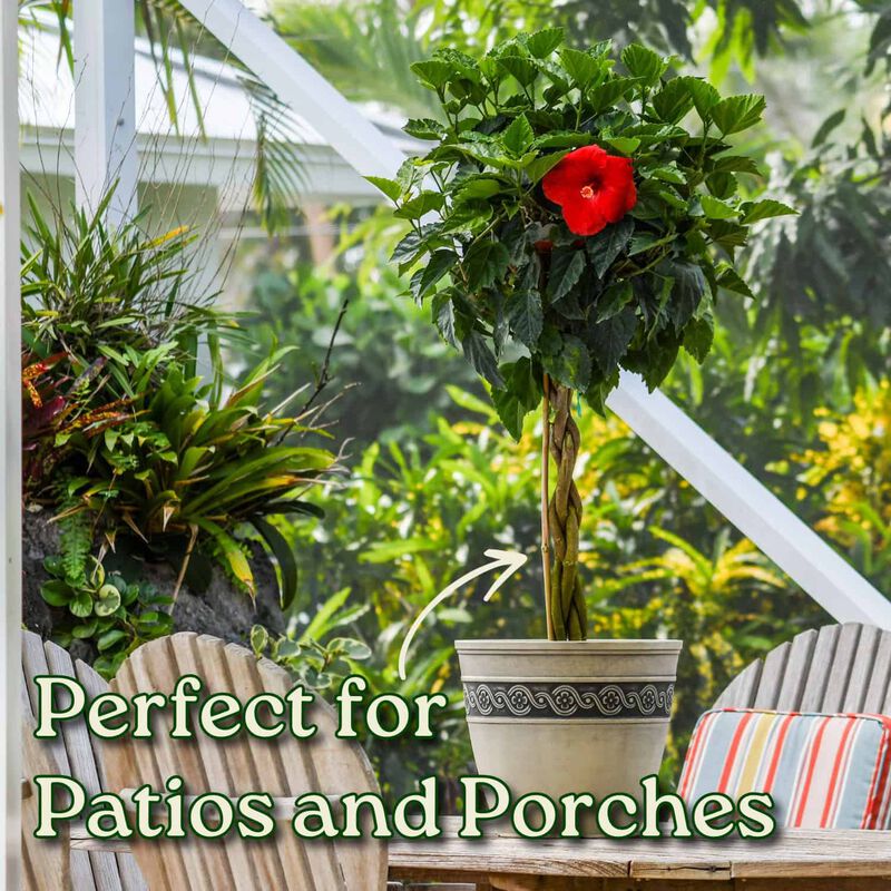 Braided Hibiscus Tree in 3 Gallon Nursery Pot 1 ‑Pack image number 3