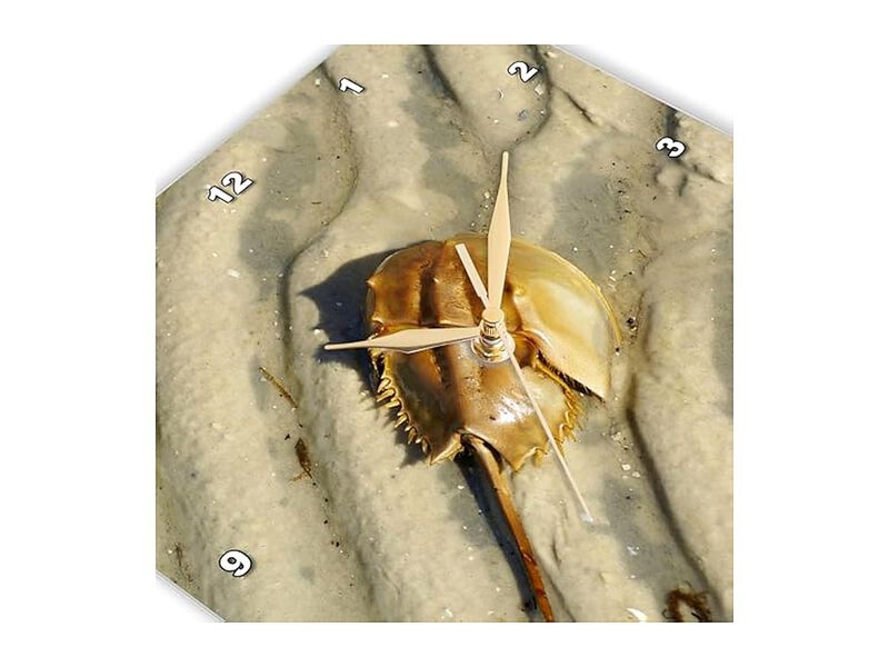 Close Horseshoe Crab Sand Wall Clock 13 Inch Home Decor image number 3