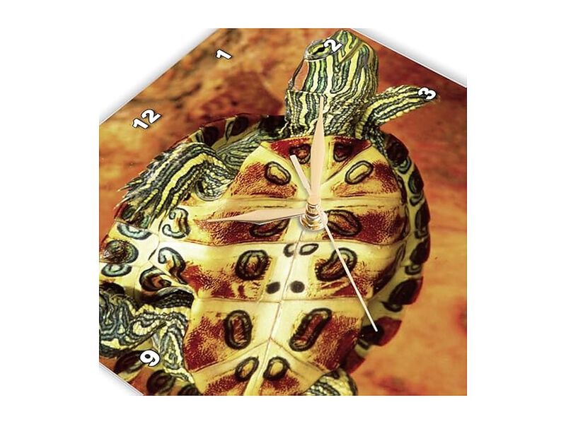 Red Ear Slider Turtle Hatchling David Wall Clock 13 Inch Home Decor image number 3