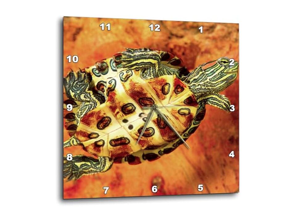 Red Ear Slider Turtle Hatchling David Wall Clock 13 Inch Home Decor