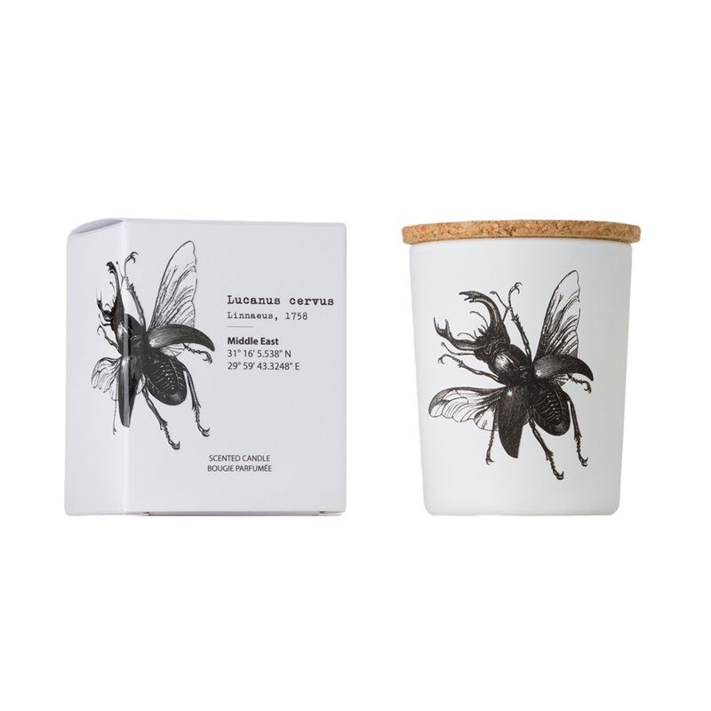 Candle in Jar INSECT 75gr LUCANUS CERVUS 2.36 diam. x 2.95 in image number 0