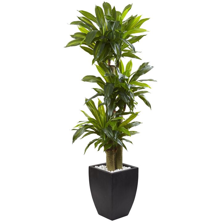 Nearly Natural 5.5-in Corn Stalk Dracaena with Black Wash Planter
