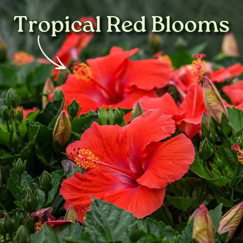 Braided Hibiscus Tree in 3 Gallon Nursery Pot 1 ‑Pack image number 1