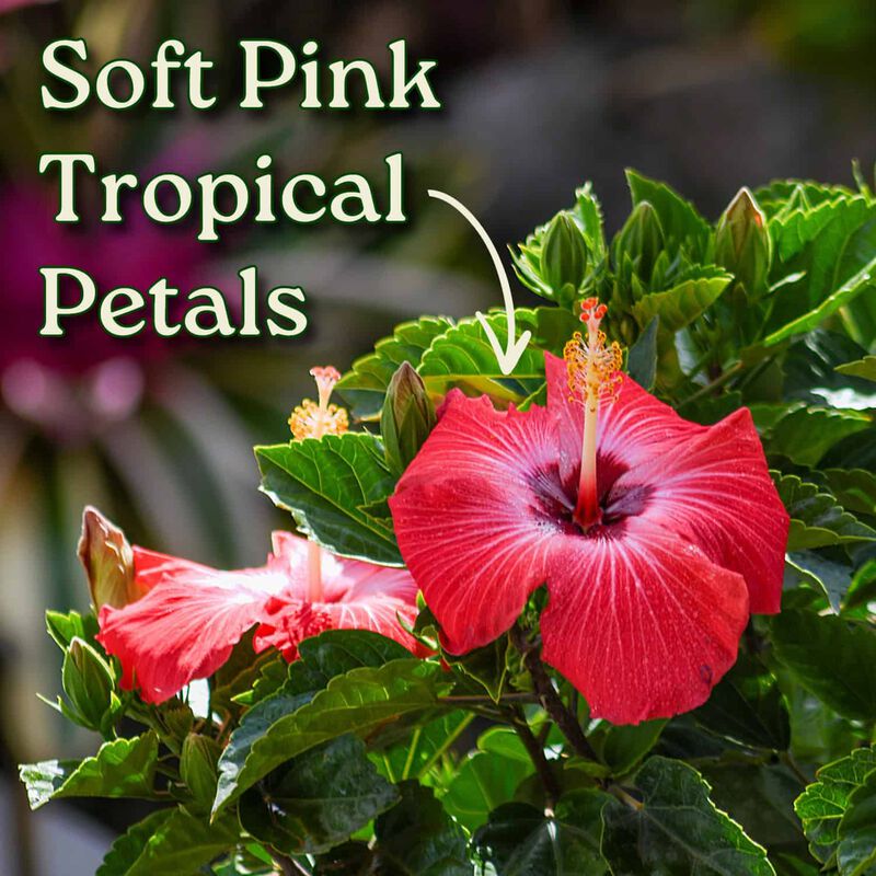 Hibiscus Bush in 3 Gallon Nursery Pot 1 ‑Pack image number 1