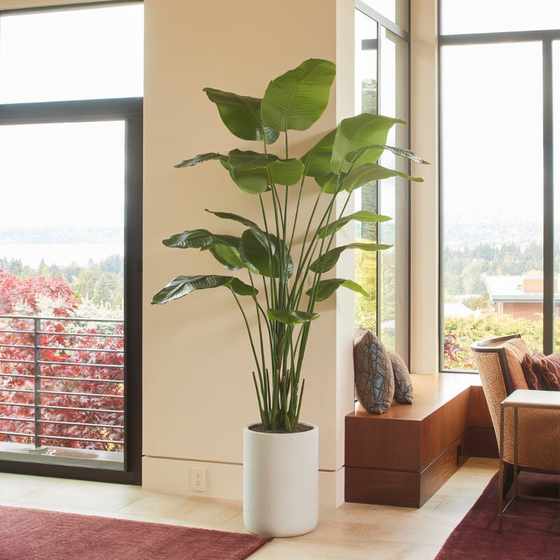 8' Bird of Paradise Tree in Modern Gray Planter image number 2