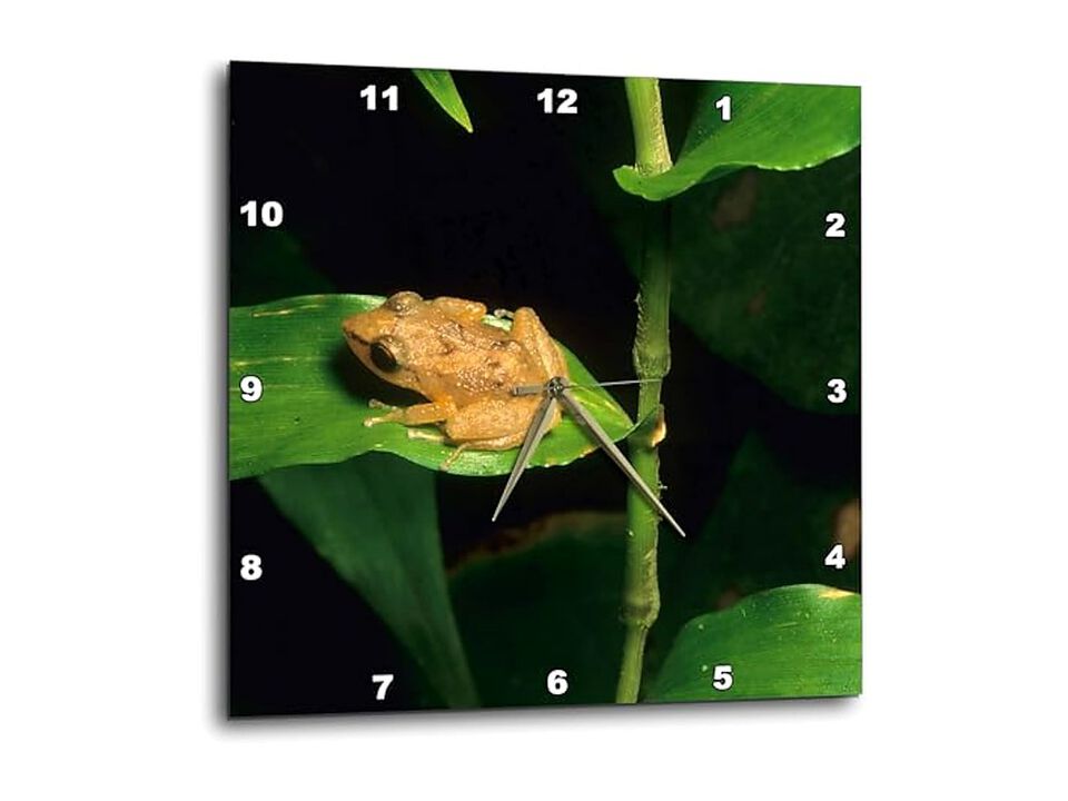 Puerto Rico El Yunque Coqui Frog Leaf Wall Clock 13 Inch Home Decor