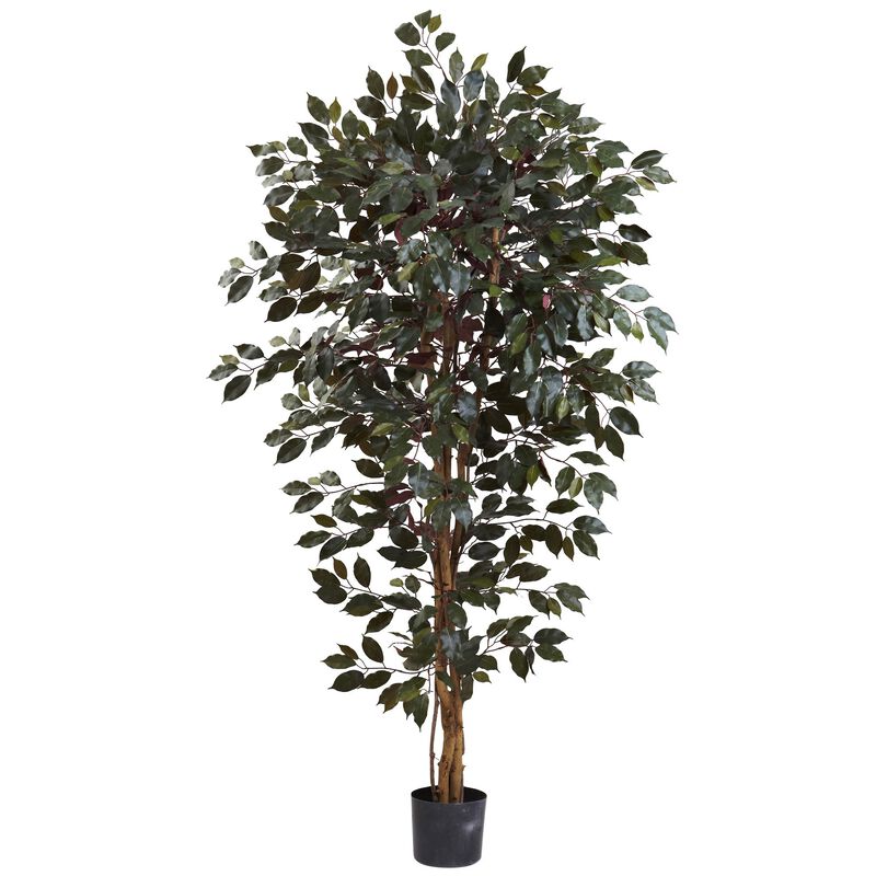 Hivvago 6 Feet Capensia Ficus Tree x 3 w/1008 Lvs