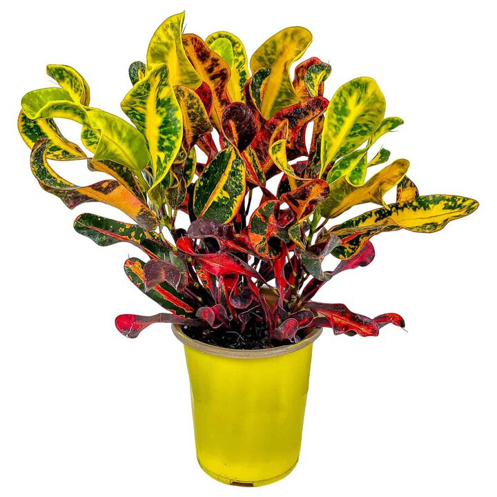 Croton Mammy Plant in 1 Gallon Nursery Pot 1 ‑Pack