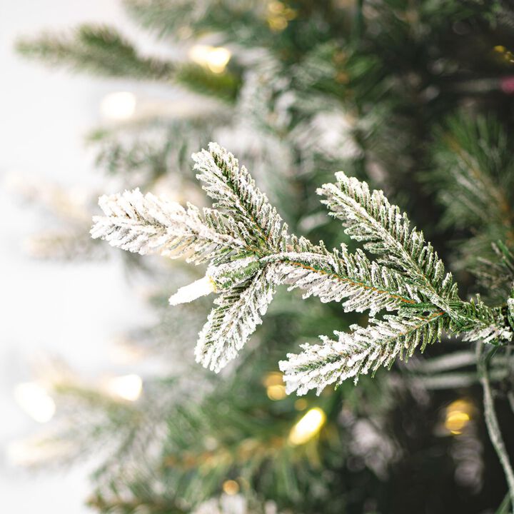 Frosted Wistler Spruce