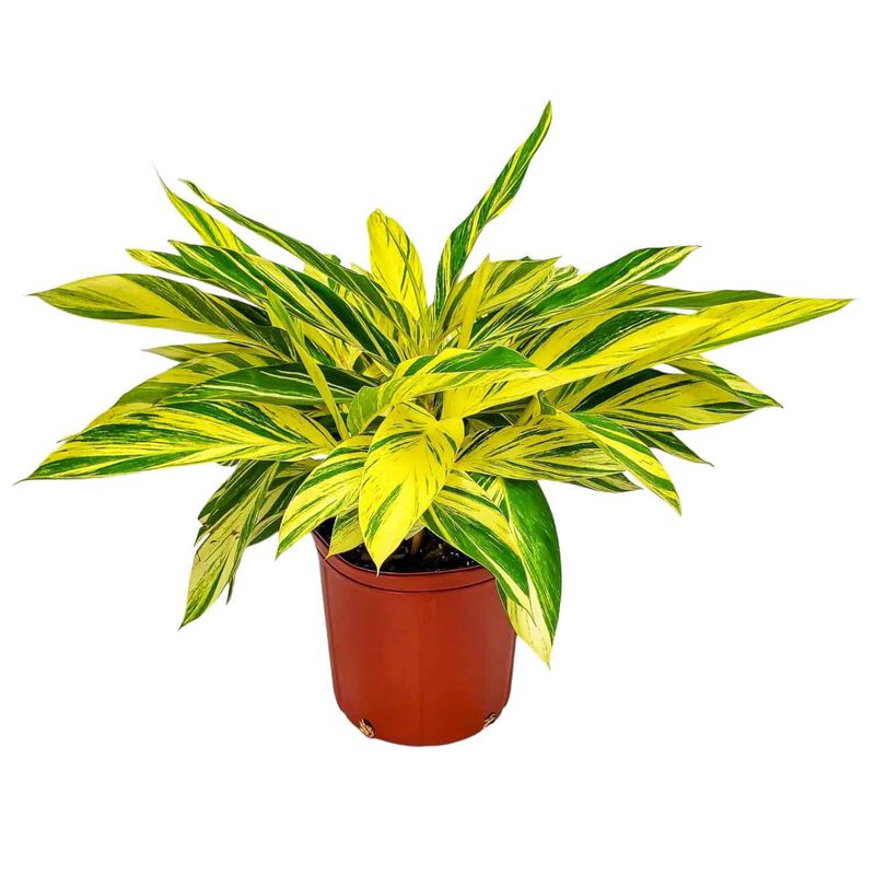 Variegated Ginger Plant in 3 Gallon Nursery Pot 1 ‑Pack image number 0
