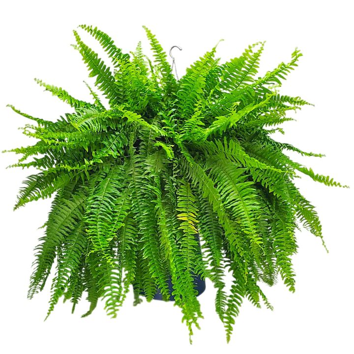Boston Fern in 12 Inch Hanging Basket 1 Pack