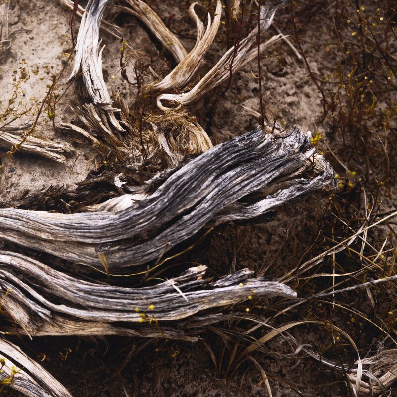 Bough by Shade Degges image number 3