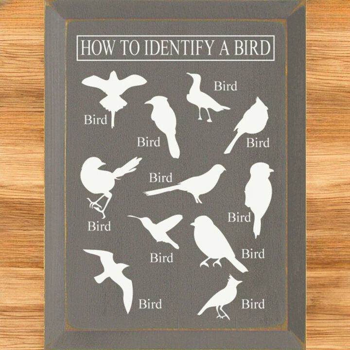 Bird Identification Chart Wall Decor From Solid Knotty Pine