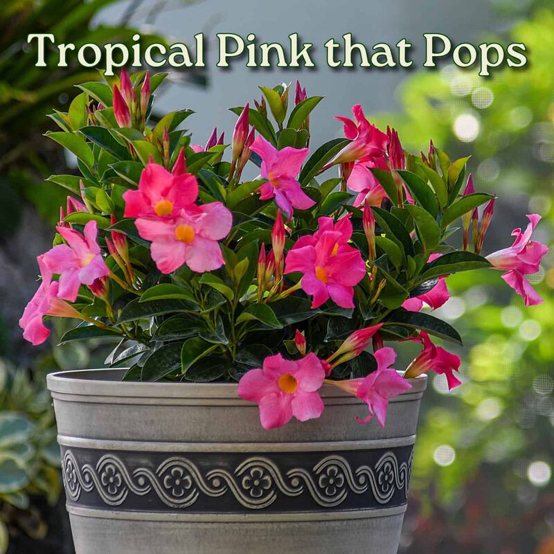Dipladenia Plant in 3 Gallon Nursery Pot 1 ‑Pack image number 1