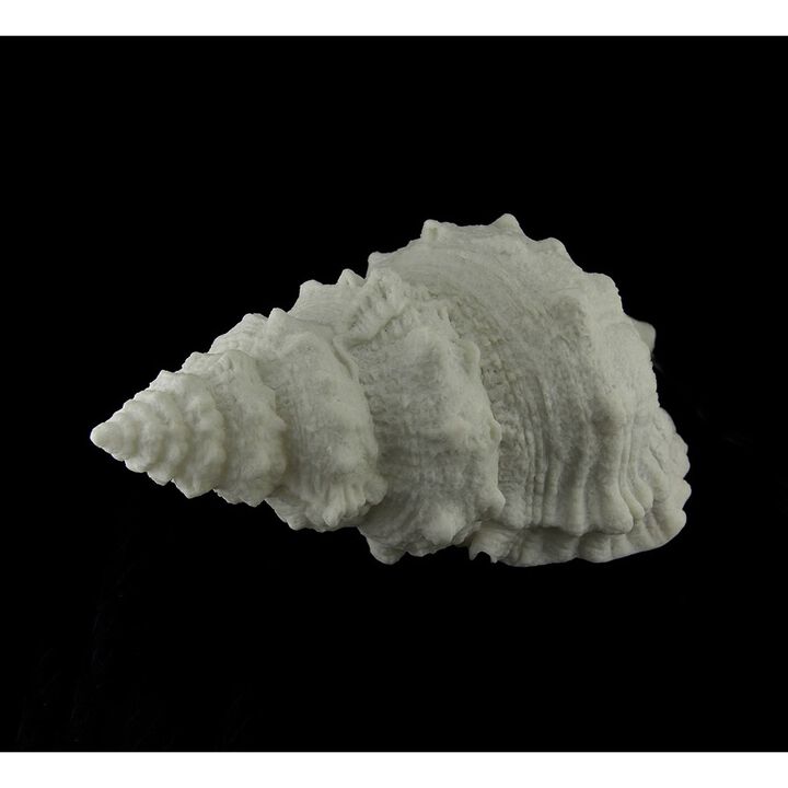 Giant Off-White Decorative Horned Conch Shell Accent Lamp 17 In
