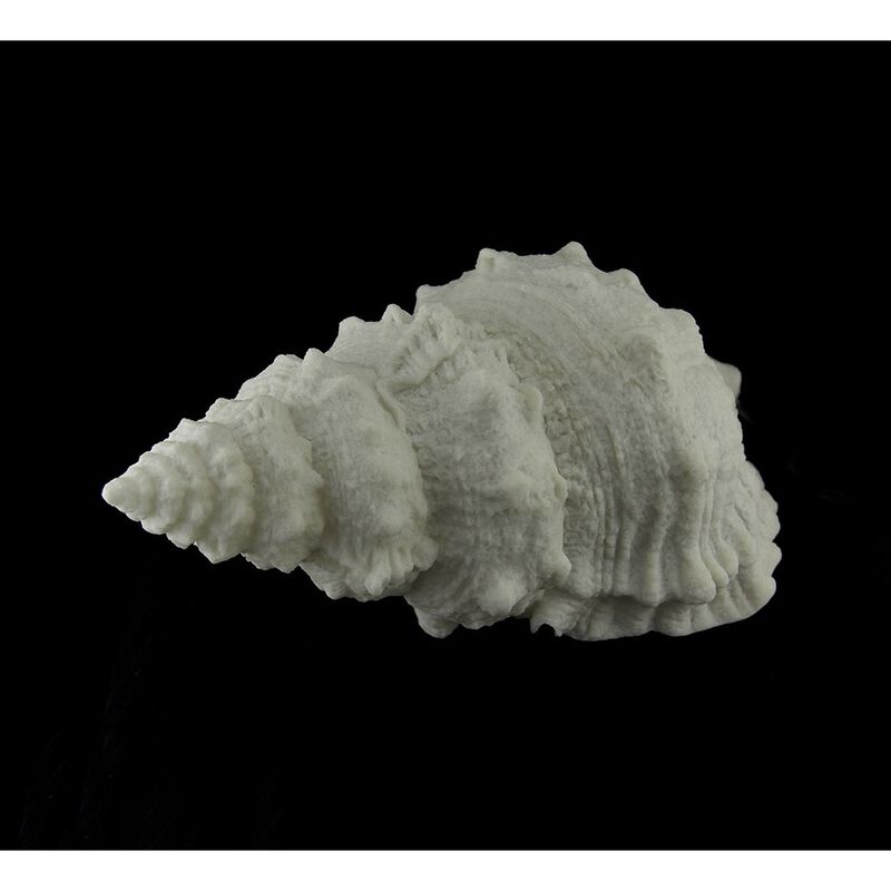 Giant Off-White Decorative Horned Conch Shell Accent Lamp 17 In image number 1
