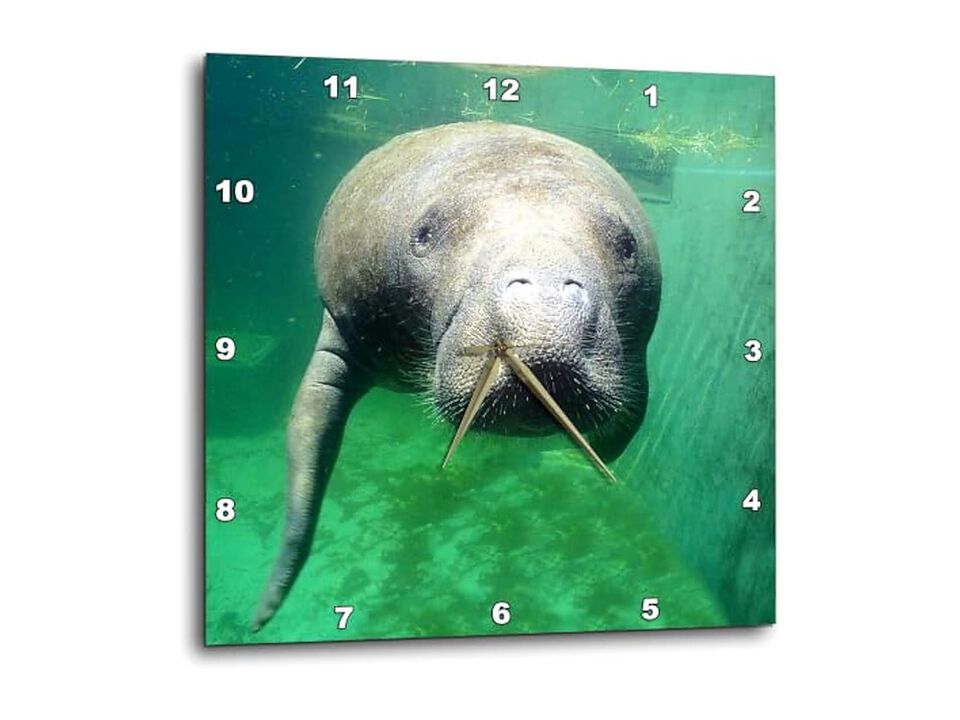 Florida Key West Manatee Greg Johnston Wall Clock 13 Inch Home Decor