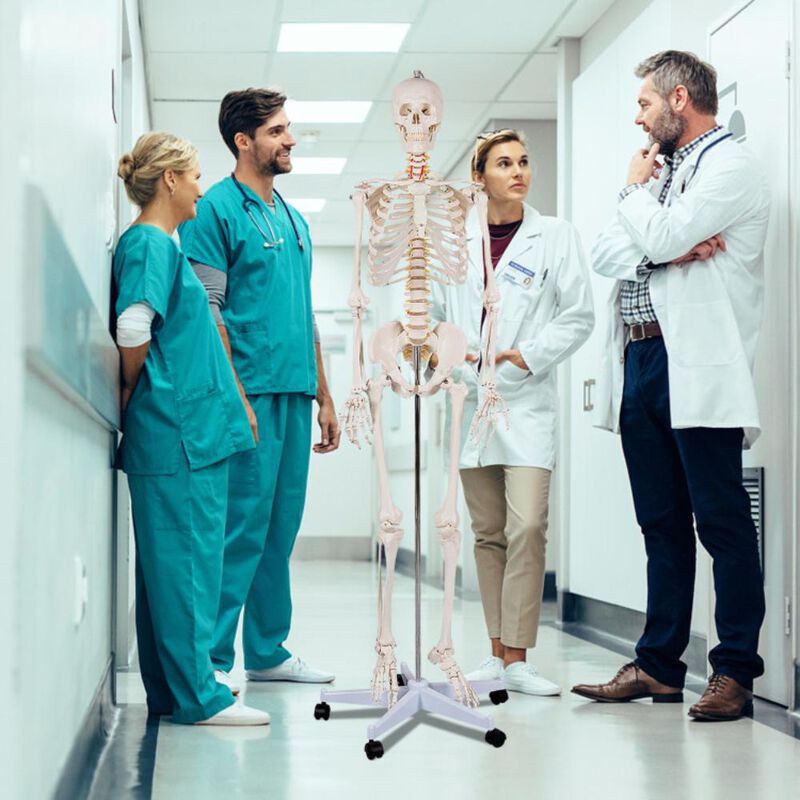 Hivvago Medical School Human Anatomy Class Life-size Skeleton Model
