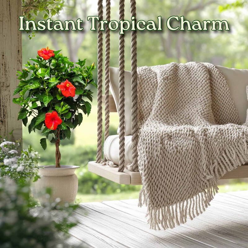 Braided Hibiscus Tree in 3 Gallon Nursery Pot 1 ‑Pack image number 4