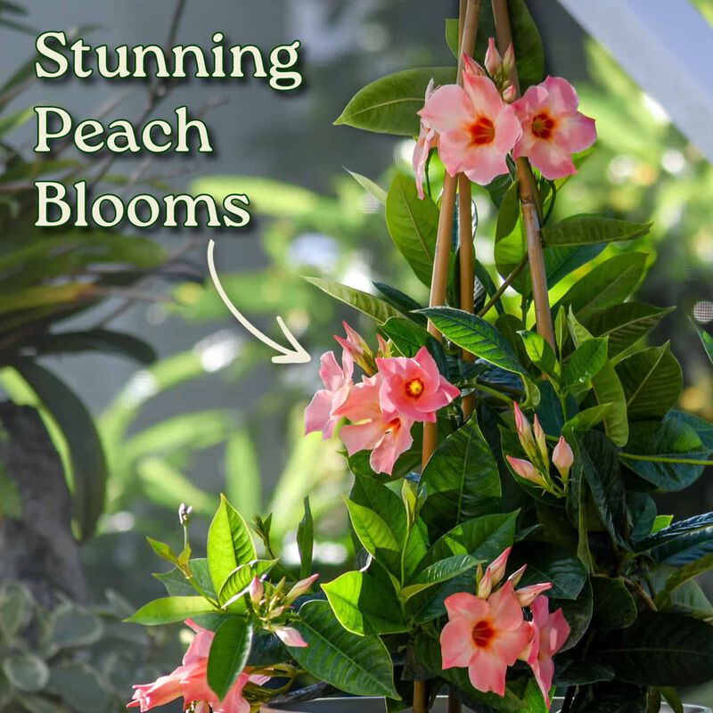 Mandevilla Hanging Basket in 12 Inch(es) Basket 1 ‑Pack image number 2