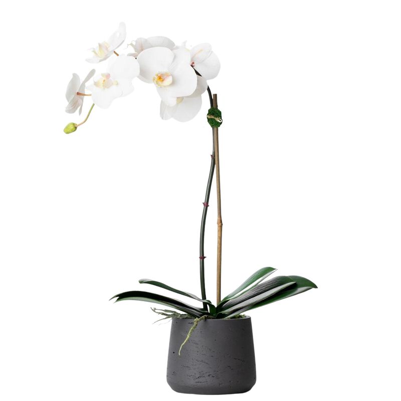 Faux Potted Orchid Plant - White Orchid- 21"