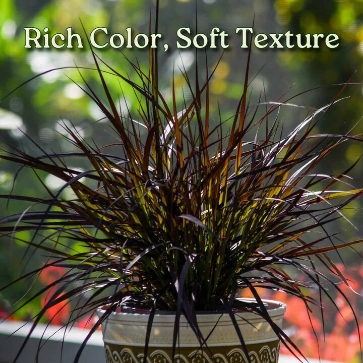 Purple Fountain Grass Ornamental Grass in 1 Gallon Nursery Pot 1 -Pack