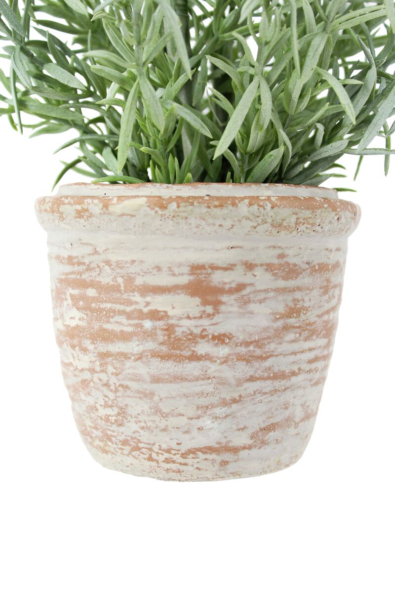 12" Rosemary & 16" Olive Topiary Set image number 6