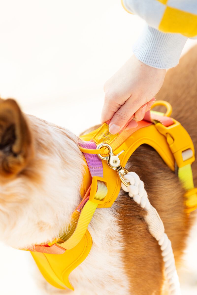 Kenna Dog Harness image number 5