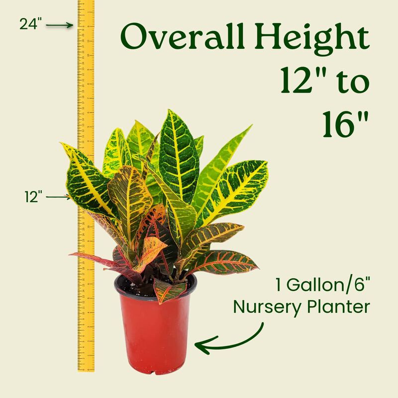 Croton Petra Plant in 1 Gallon Nursery Pot 1 ‑Pack image number 2
