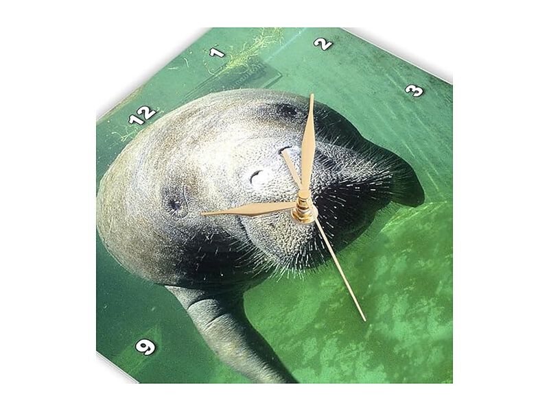 Florida Key West Manatee Greg Johnston Wall Clock 13 Inch Home Decor image number 3