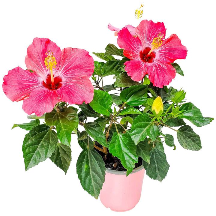 Hibiscus Bush in 1 Gallon Nursery Pot 1 ‑Pack