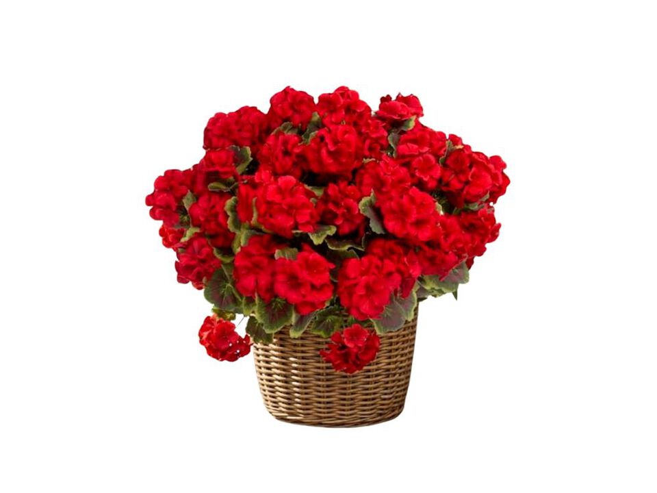 8 Pack Artificial Geranium Plant Realistic Silk Flowers Outside UV Resistant