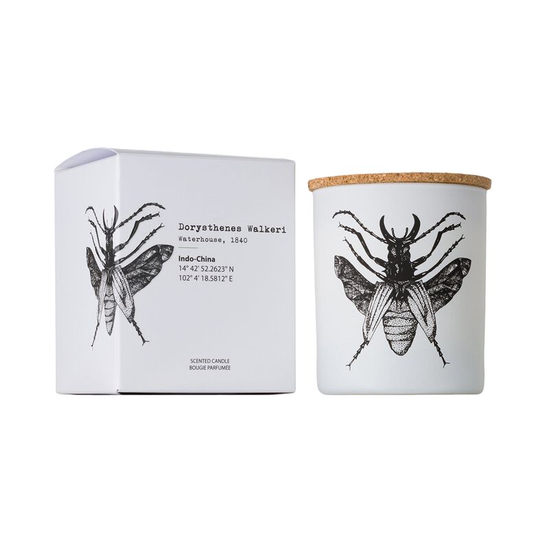 Candle in Jar INSECT 190gr DORYSTHENES WALKERI 3.35 diam. x 4.13 in image number 0