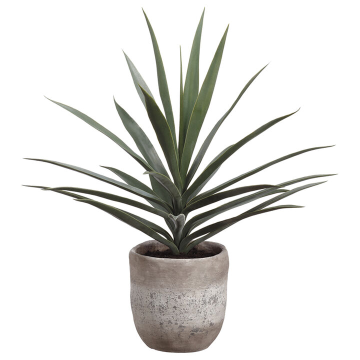 31" Yucca Plant in Planter