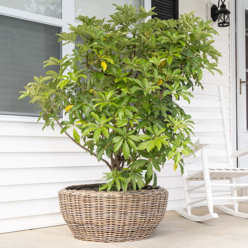Saboga Home&trade; Round Belly Planter with Black Plastic Insert image number 2