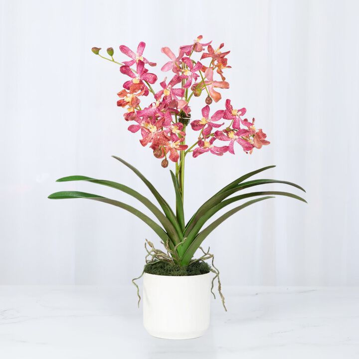 Pink Vanda Orchid Arrangement in Vase - 24"