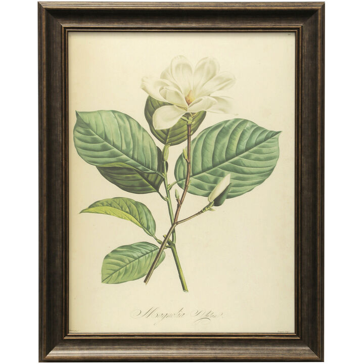Vintage Botanical IV Framed Print