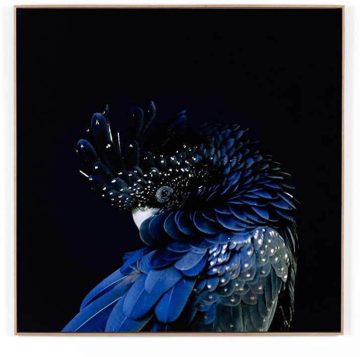 Red-Tailed Black Cockatoo by Getty Images