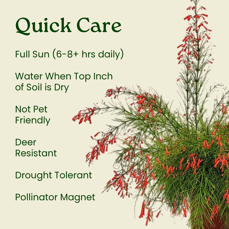 Red Firecracker Bush in 3 Gallon Nursery Pot 1 ‑Pack image number 5