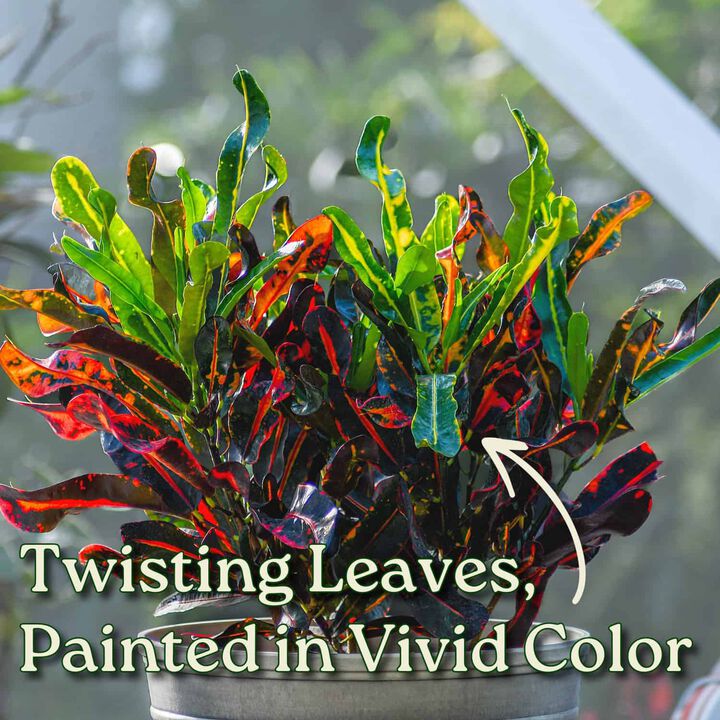 Croton Mammy Plant in 3 Gallon Nursery Pot 1 ‑Pack