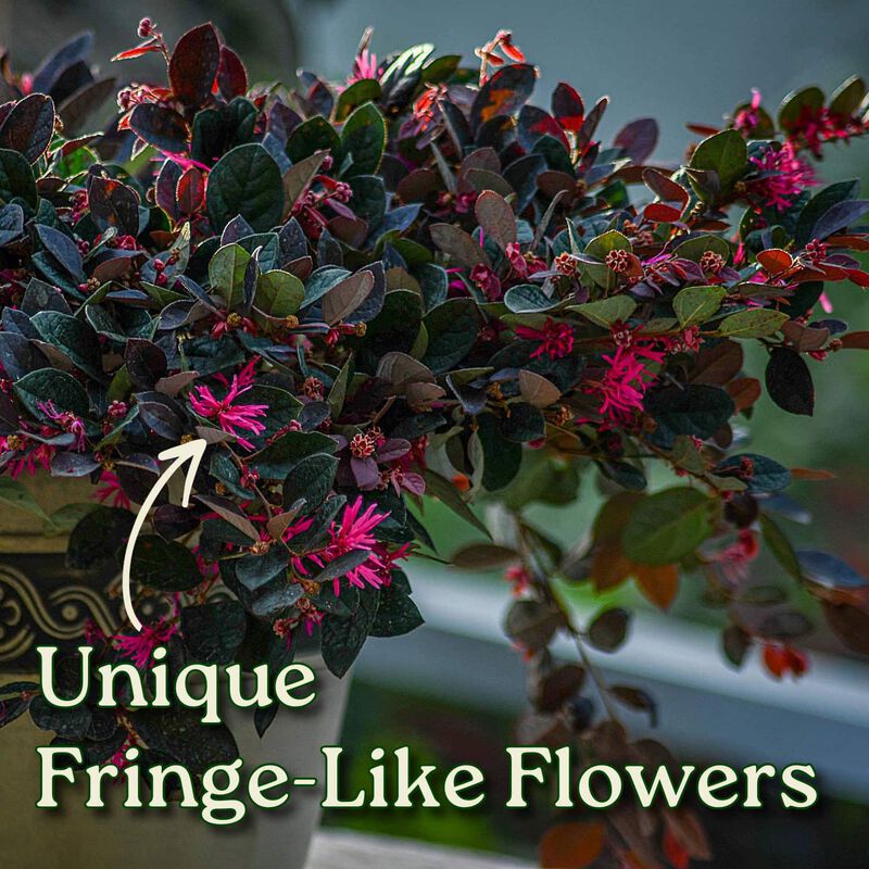 Loropetalum Plum Delight in 3 Gallon Nursery Pot 1 ‑Pack image number 1