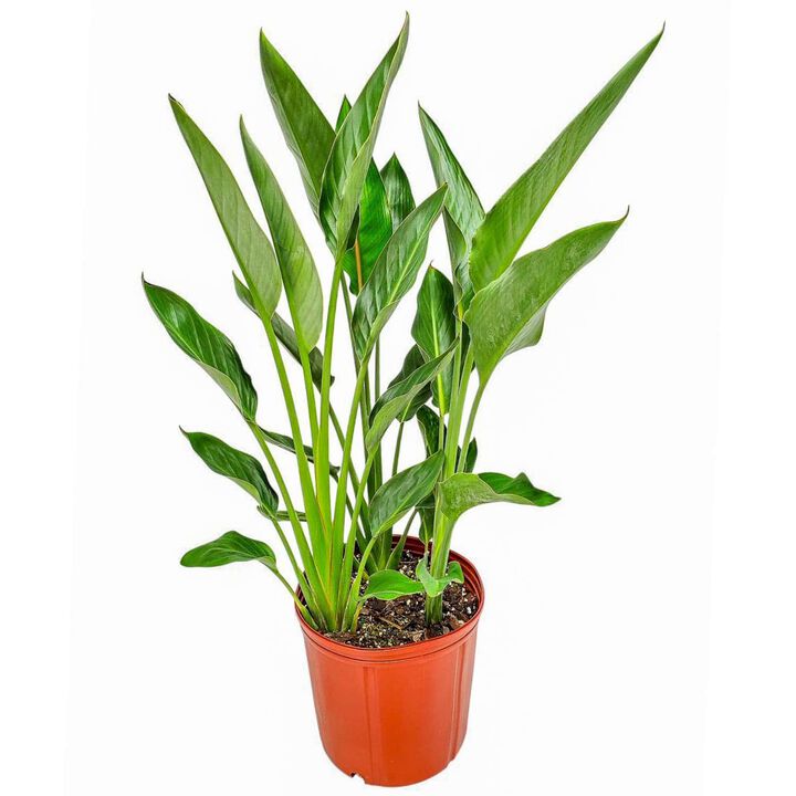 White Bird of Paradise in 3 Gallon Nursery Pot 1 ‑Pack