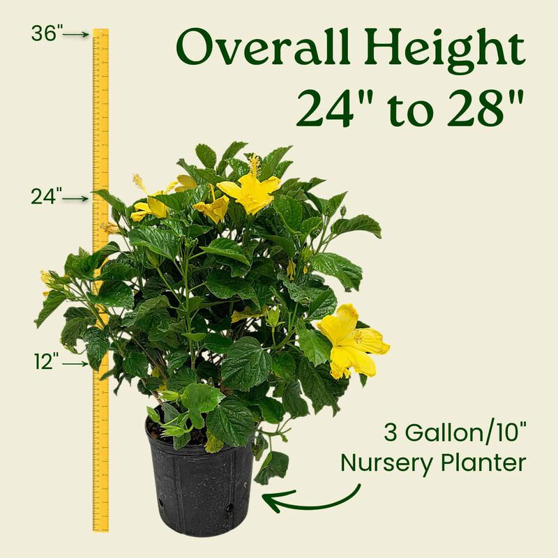 Hibiscus Bush in 3 Gallon Nursery Pot 1 ‑Pack image number 2