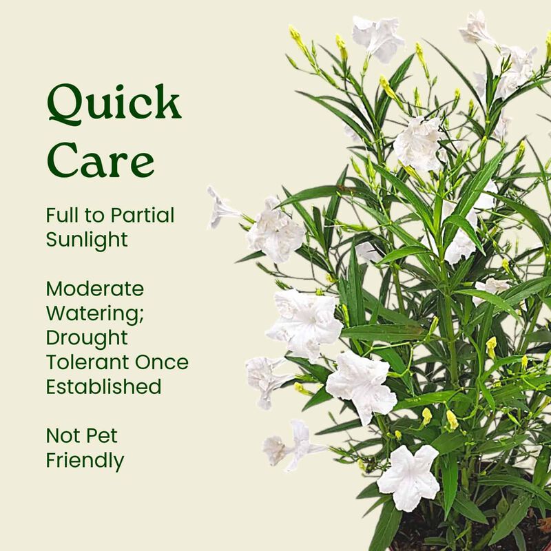 White Ruellia Bush in 3 Gallon Nursery Pot 1 ‑Pack image number 5