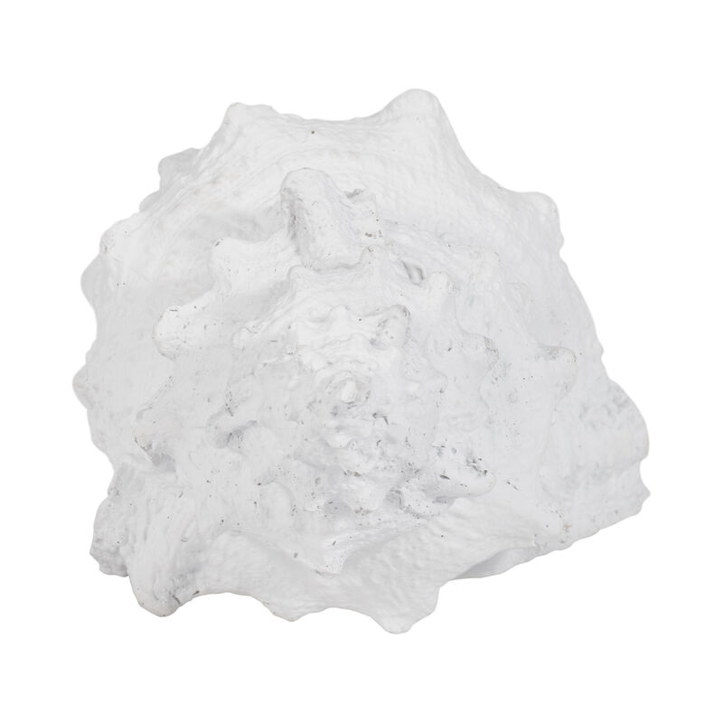9" Conch Shell, White image number 4