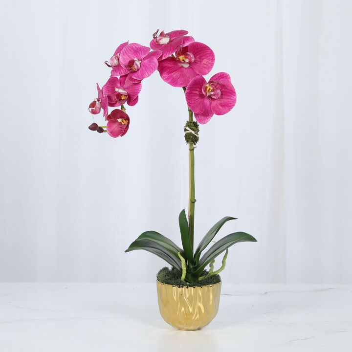 Phalaenopsis Orchid Plant in Gold Vase - 18"