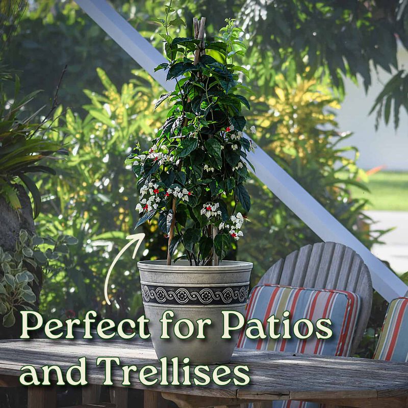 Red and White Bleeding Heart Vine in 3 Gallon Nursery Pot 1 ‑Pack image number 3