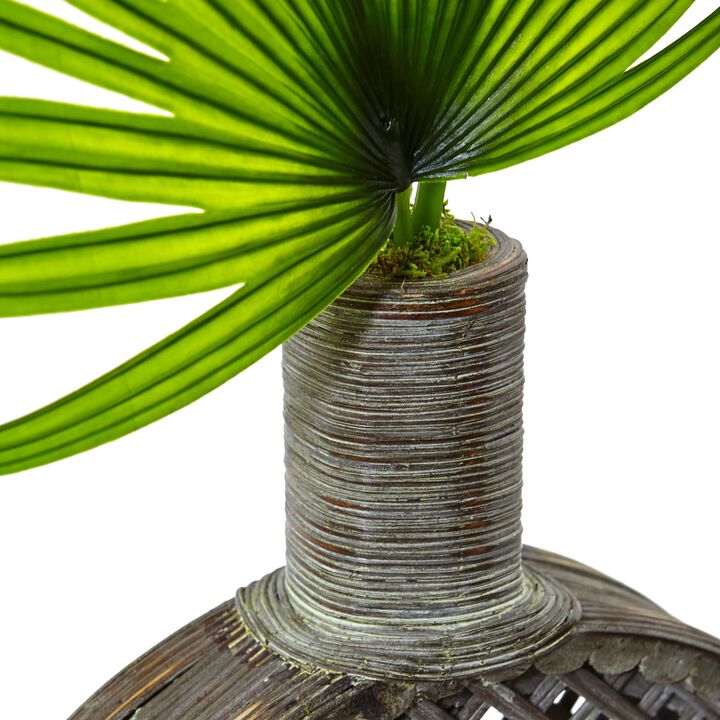 HomPlanti Fan Palm in Open Weave Vase