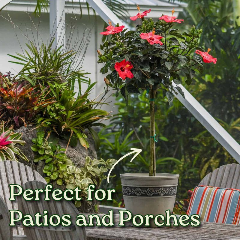 Hibiscus Tree in 3 Gallon Nursery Pot 1‑Pack image number 3