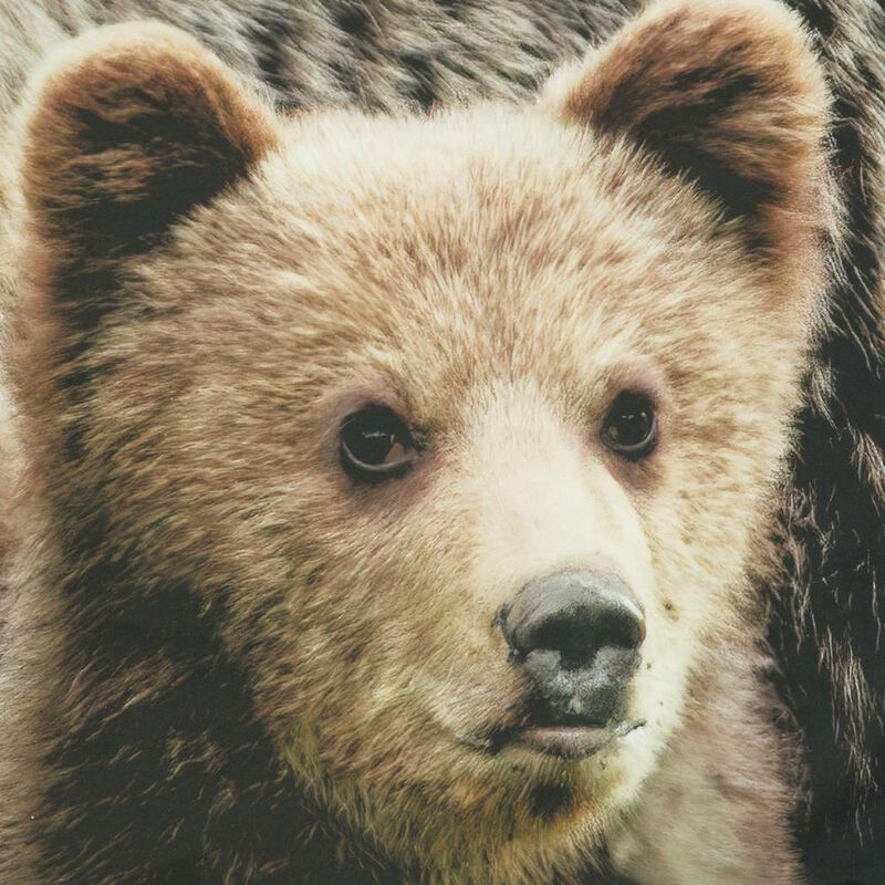 Habitat Photo Real Cute Bears Family Light Filtering Pole Top Curtain Panel Soothing Glow Pair Each 37" x 84" Multicolor